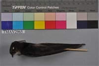 藏品(小雨燕)的圖片